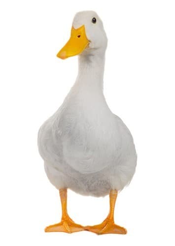 A Duck