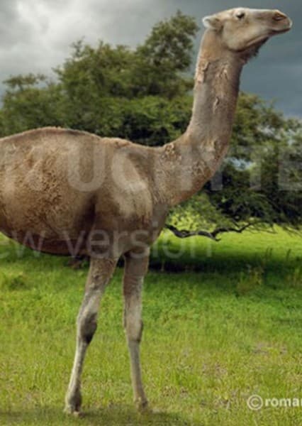 Aepycamelus