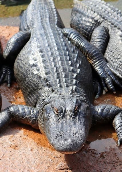 americanalligator4