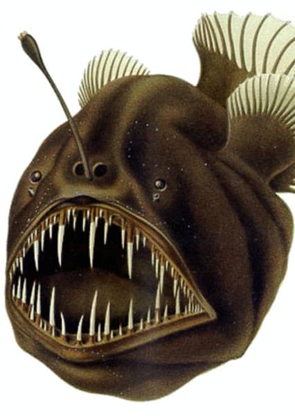 Anglerfish