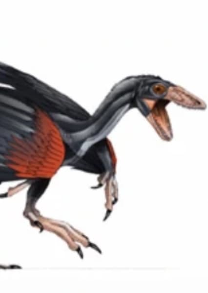 Archaeopteryx