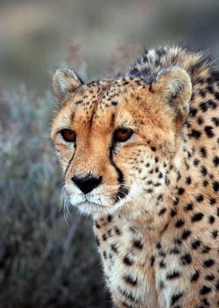 Asiatic Cheetah