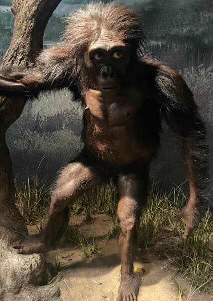 Australopithecus