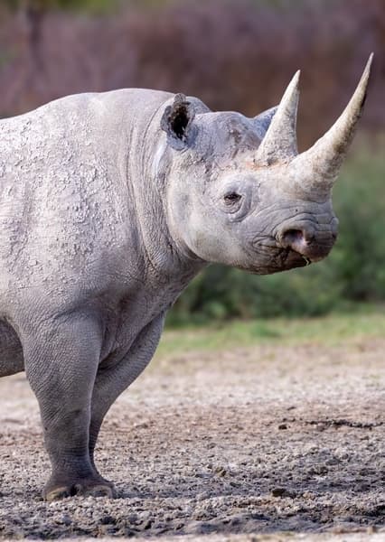 Black Rhinoceros
