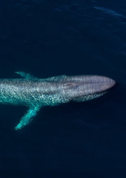Blue Whale