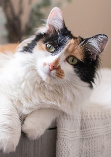 Calico Cat