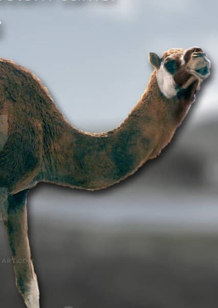 Camelops