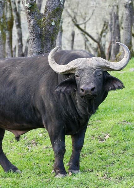 Cape Buffalo