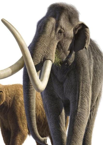 Columbian Mammoth