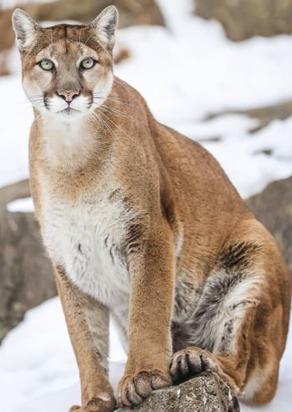 Cougar