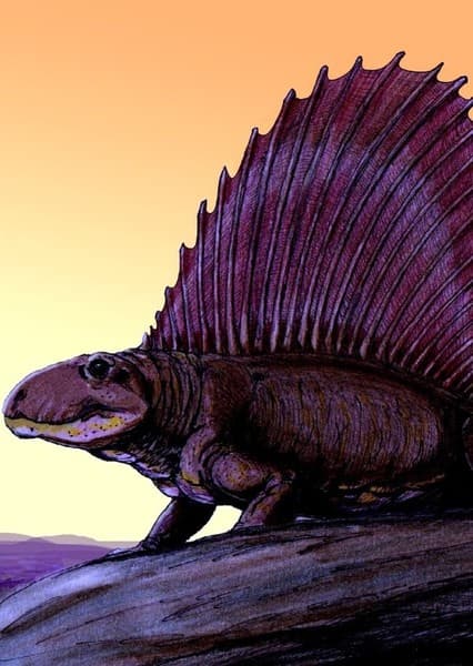 Dimetrodon