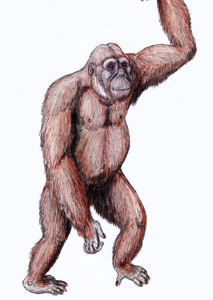Dryopithecus