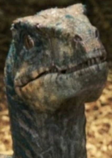 Echo the Velociraptor