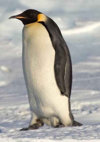 Emperor Penguin
