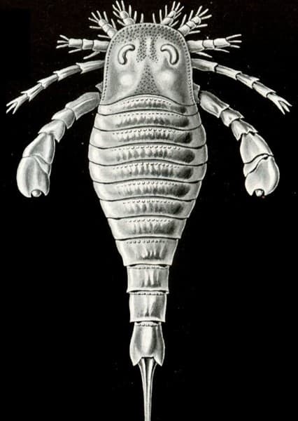 Eurypterids