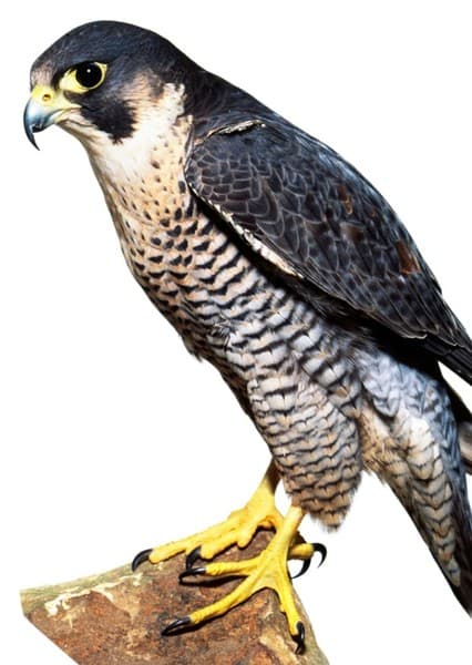 Falcon