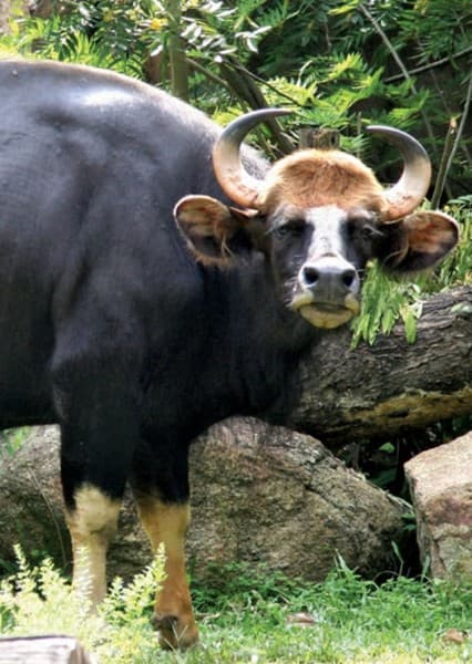 Gaur