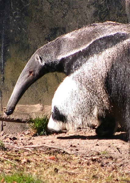 Giant Anteater