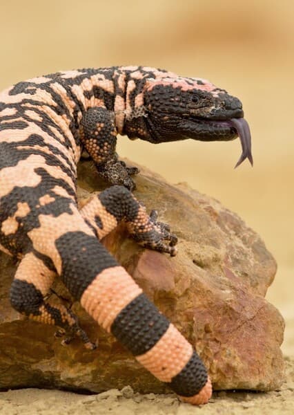 Gila Monster