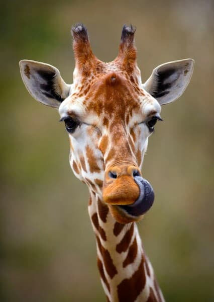 Giraffe