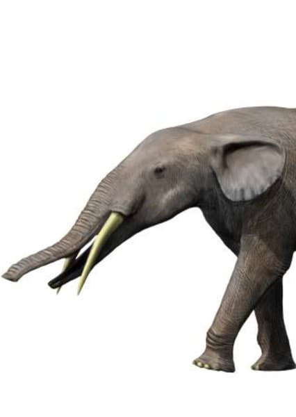 Gomphotherium