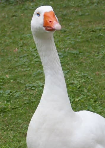 Goose