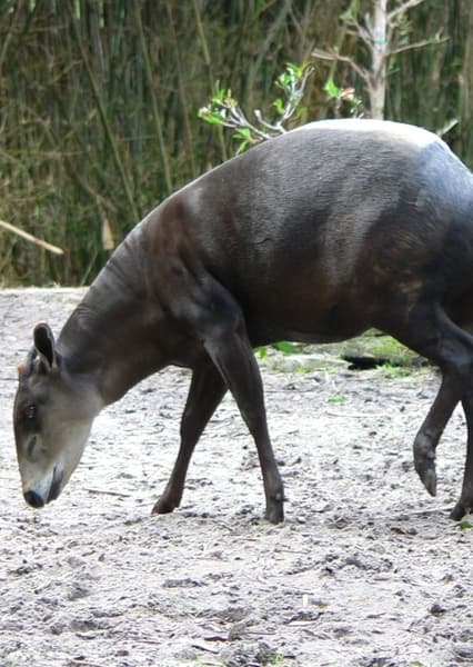 Gorilla Falls Exploration Trail
