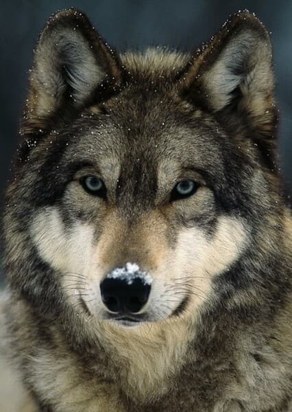 Gray Wolf