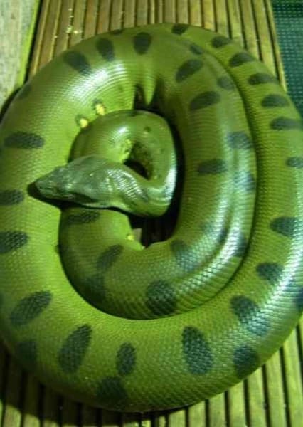 Green Anaconda