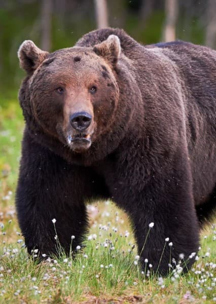 Grizzly Bear
