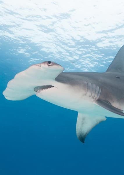 Hammerhead Shark