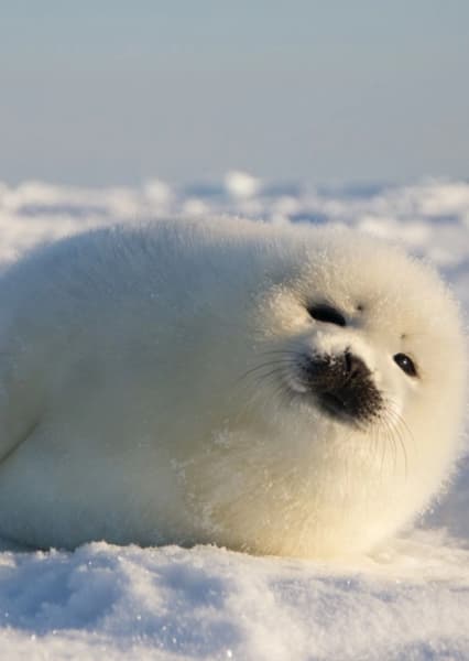 Harp Seal