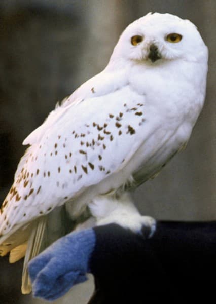 Hedwig