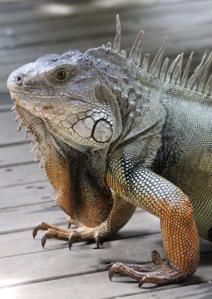 Iguana