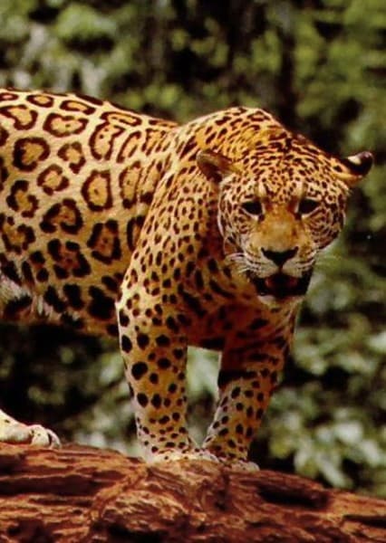 Jaguar (Animal)