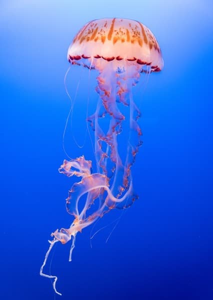 Jellyfish