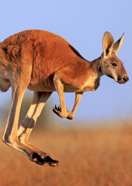 Kangaroo