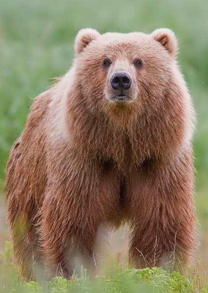 Kodiak Bear