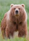 Kodiak Bear