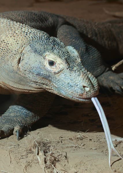 Komodo Dragon