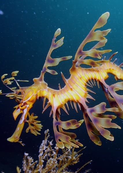 Leafy SeaDragon
