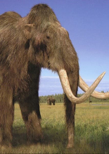Mammoth