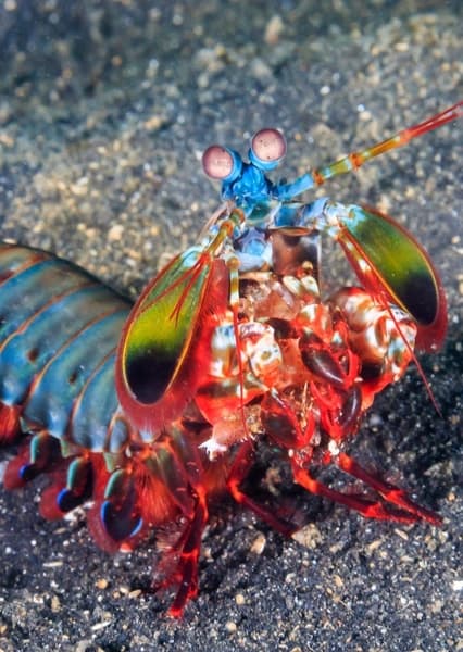 Mantis Shrimp