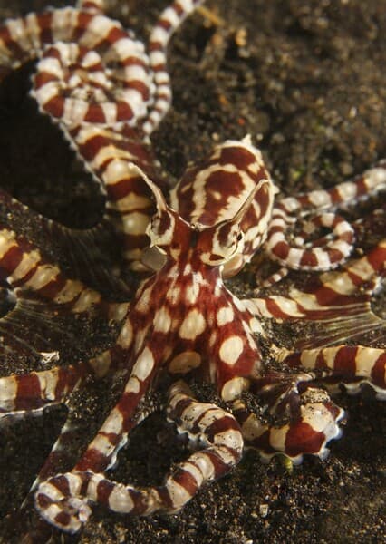 Mimic Octopus
