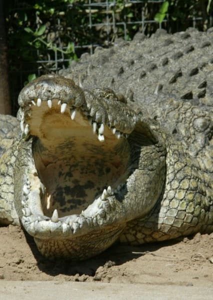 Nile Crocodile