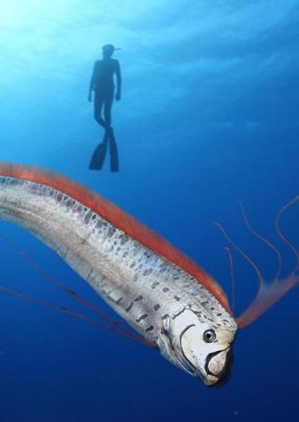 Oarfish