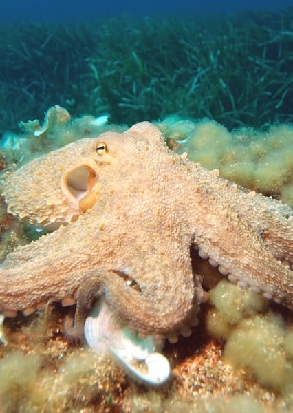 Octopus
