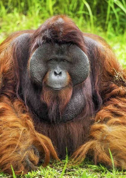 Orangutan