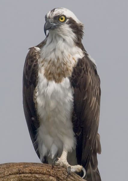 Osprey