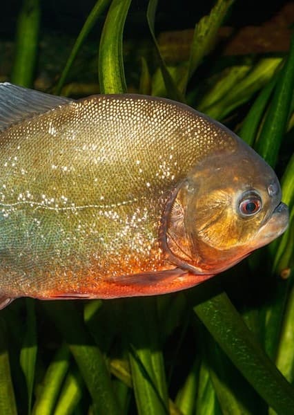 Piranha